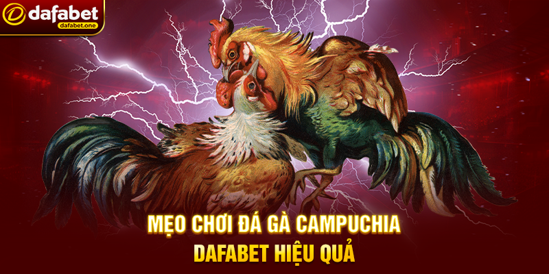 Mẹo Chơi Đá Gà Campuchia Dafabet Hiệu Quả