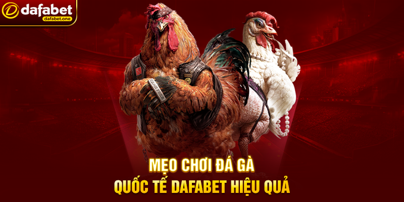 Mẹo Chơi Đá Gà Quốc Tế Dafabet Hiệu Quả