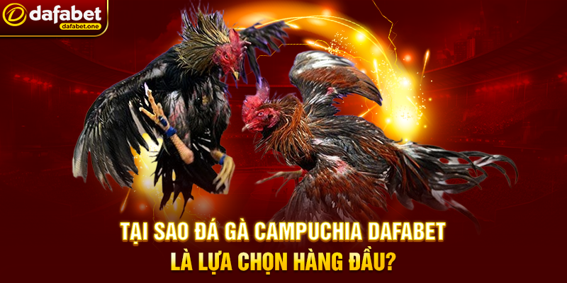 Tại Sao Đá Gà Campuchia Dafabet Là Lựa Chọn Hàng Đầu?