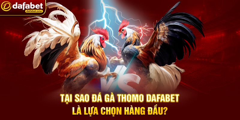 Tại Sao Đá Gà Thomo Dafabet Là Lựa Chọn Hàng Đầu?